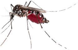 mosquito dengue 1a
