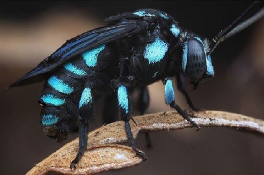 Abelha azul