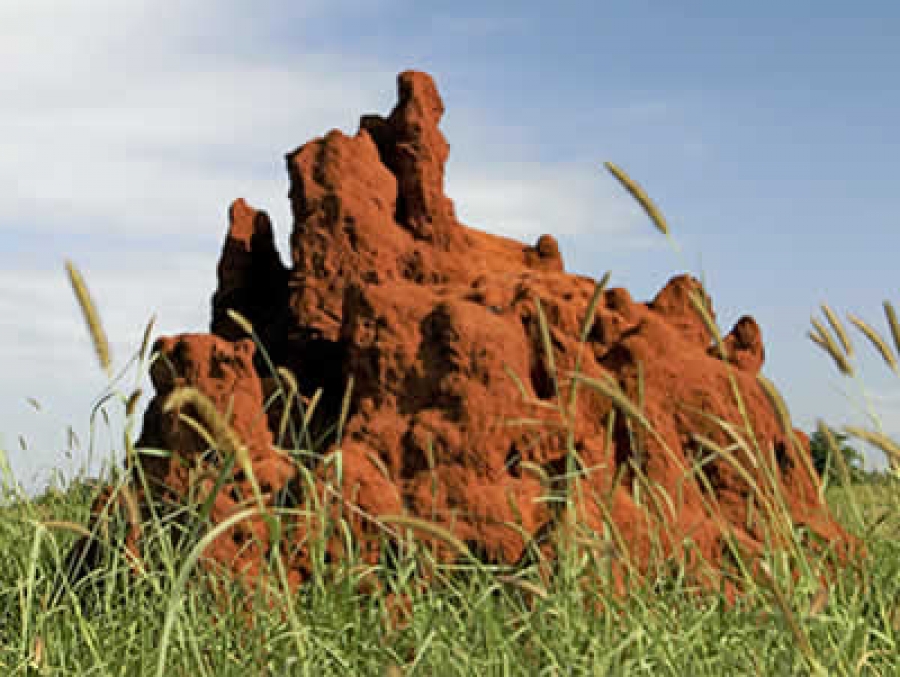 Cupim de grama campinas