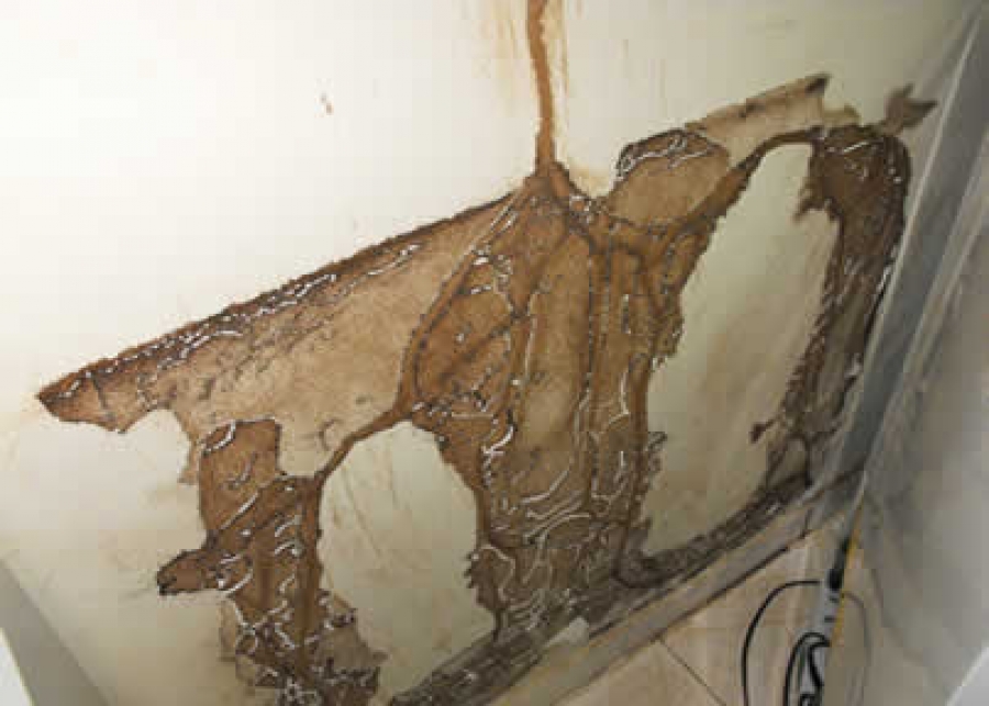 Cupim parede eliminar