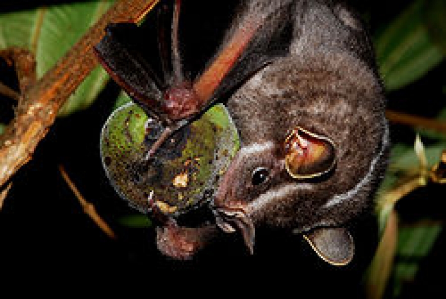 Morcegos