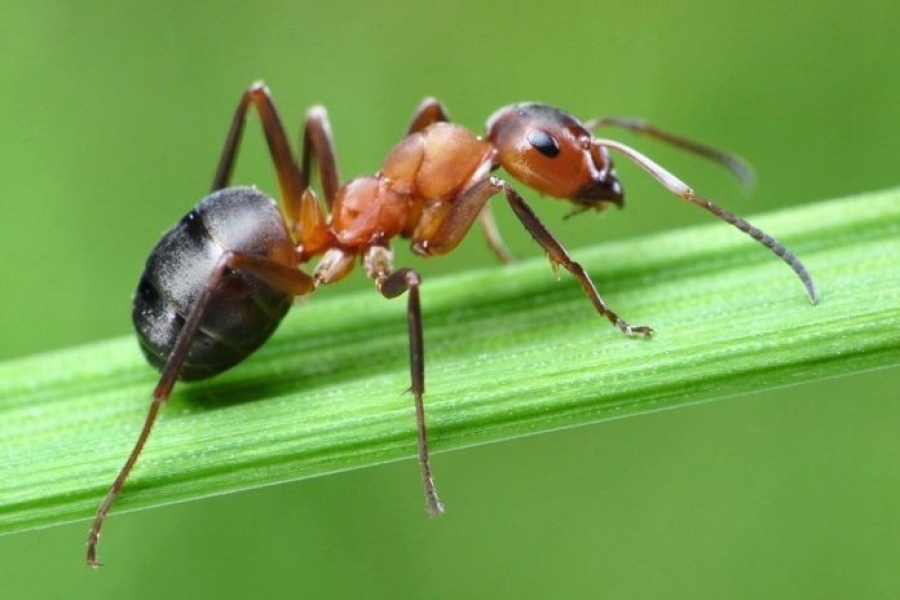 Formiga