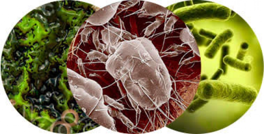 Desinfecção / Sanitização