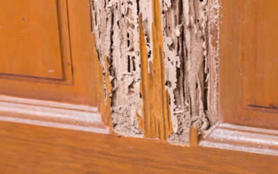 Eliminar cupim de móveis