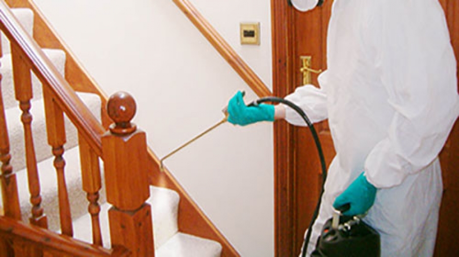 Tratamento contra cupim campinas