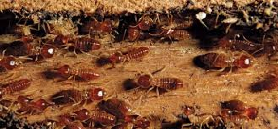 cupim de solo campinas